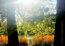Sonnenblumen - Sommer im Altenheim