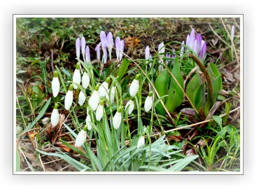 Fr�hling in Sachsen